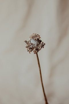 Eenzame droogbloem van Melanie Schat