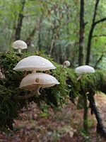 Paddestoelen in het sprookjesbos