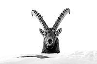 Portret steenbok
