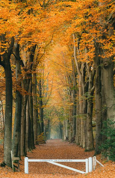 Anwesen Avenue Prattenburg von Bart van den Dikkenberg