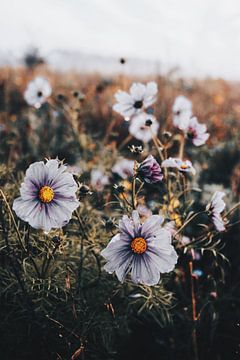 Blumen von Emma Pille