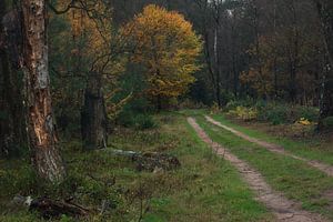 Waldweg im Herbst von René Jonkhout