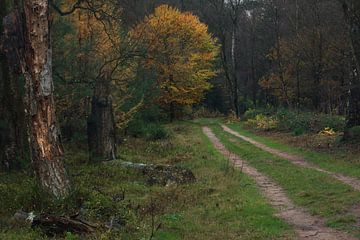 Chemin forestier en automne