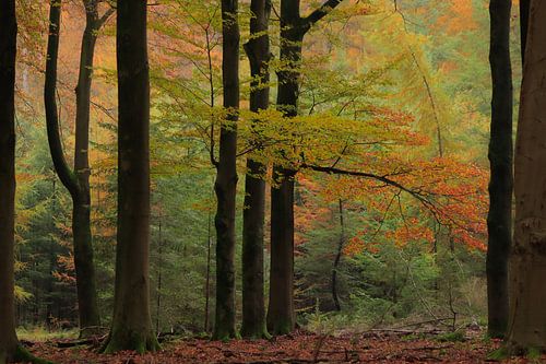 Autumn Enchantment in a Dutch Forest by Adriana Luxwolda