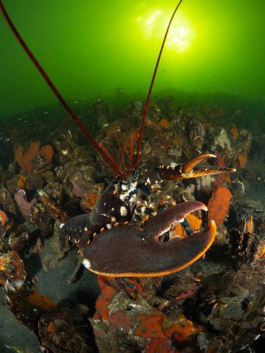 Homard de la mer du Nord sous le soleil