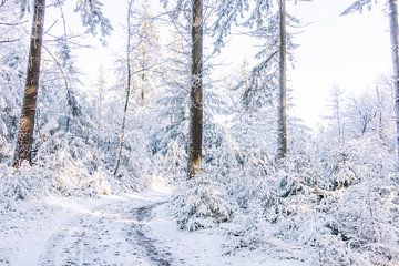 It's beginning to look like Christmas - Winter in the Netherlands by Wandeldingen