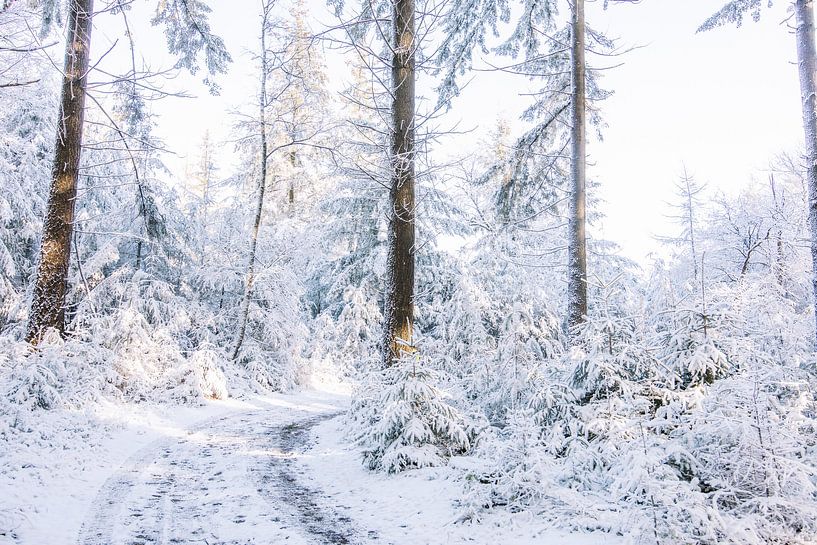 It's beginning to look like Christmas - Winter in Nederland van Wandeldingen