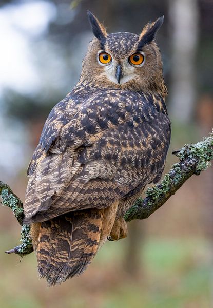 Un grand-duc dans la forêt par Manuel Weiter