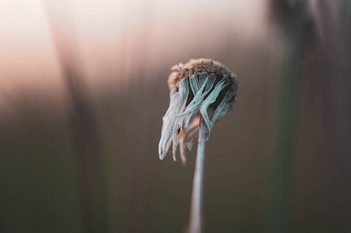 efflorescence with a spider