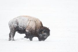 American bison ( Bison bison ) during blizzard, rolling snow, pawing the ground, searching for food, by wunderbare Erde
