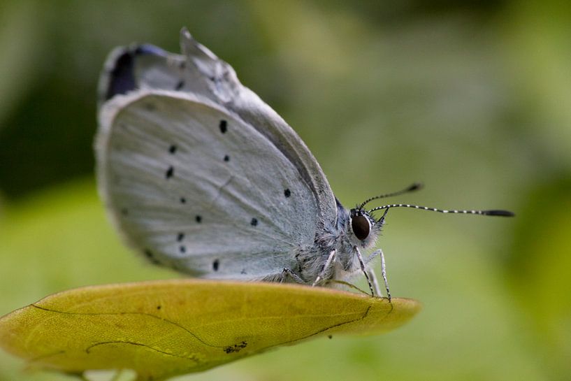 vlinder by ton vogels