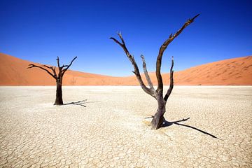 Deadvlei à Sossusvlei, Namibie 