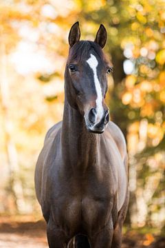 Bruin paard in de herfst van Lotte van Alderen