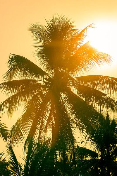 Palmboom in Vietnam von Gijs de Kruijf