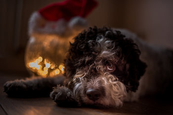 Xmas is gone - kerstmis is voorbij