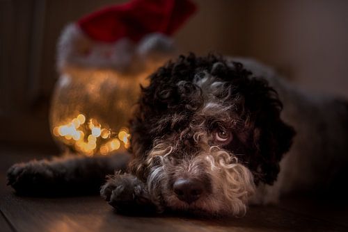 Xmas is gone - kerstmis is voorbij