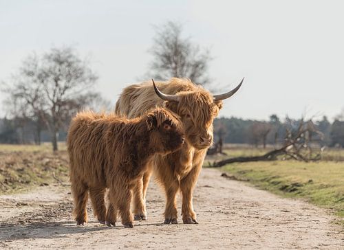 Scottish Highlander with calf