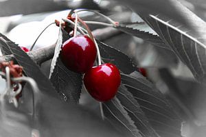Cerise rouge