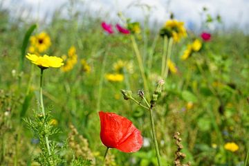 veldbloemen