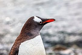 The gentoo penguins of Antarctica by Roland Brack