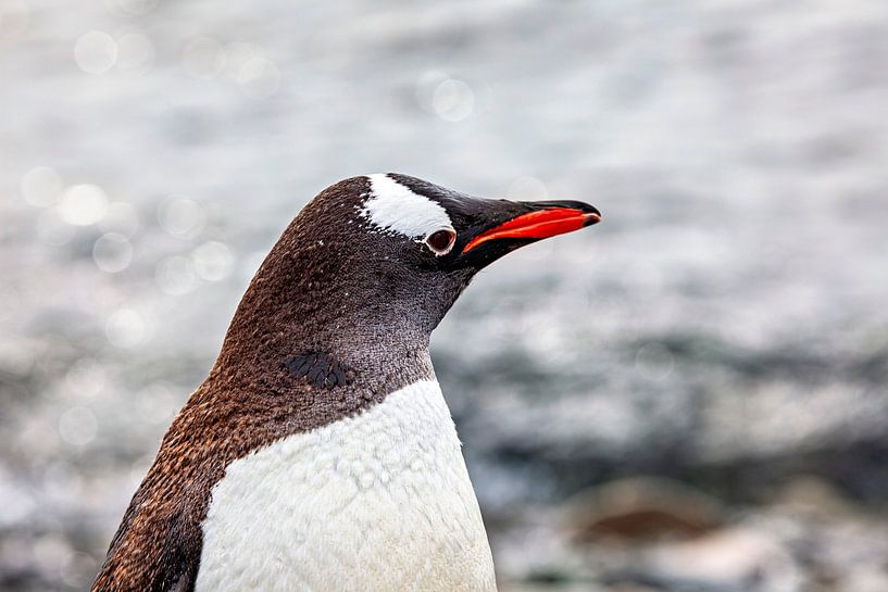 Die Eselspinguine der Antarktis von Roland Brack