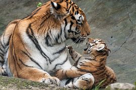 Siberian Tiger : Animal Park Amersfoort by Loek Lobel
