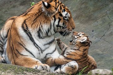 Siberische Tijger : DierenPark Amersfoort van Loek Lobel