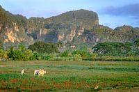 Viñales