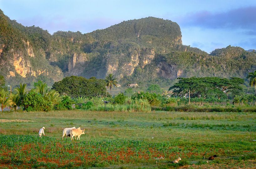 Viñales von Merijn Koster