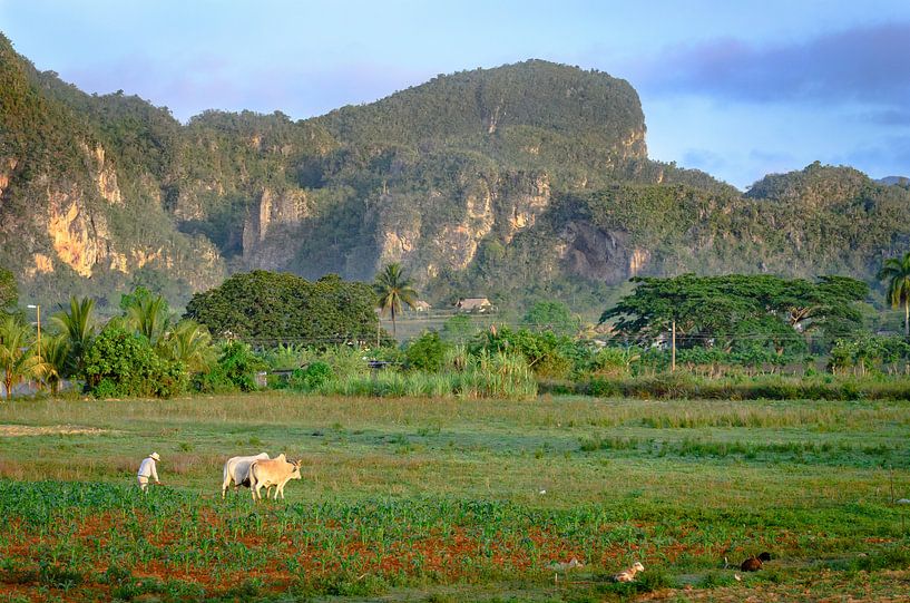 Viñales van Merijn Koster