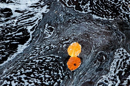 Feuilles de hêtre dans le courant