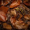 Een vuursalamander tussen de bladeren van Douwe Schut
