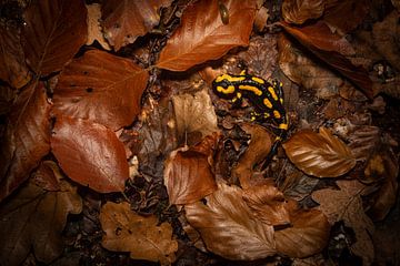 Een vuursalamander tussen de bladeren