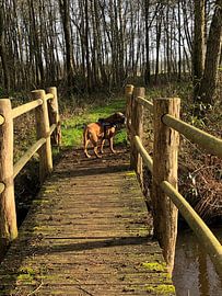 Boxer on bridge by tania mol