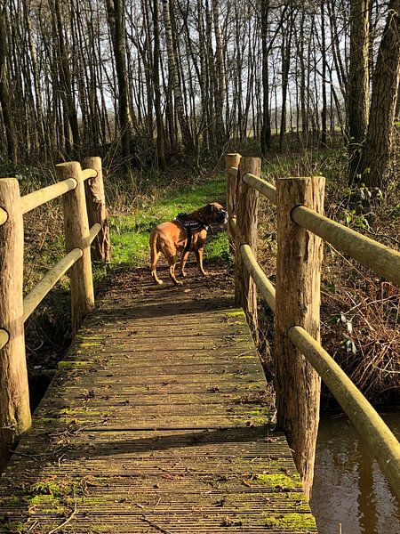 Boxer op brug van tania mol