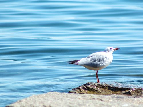 BADEN-WÜRTTEMBERG : De zeemeeuw in Konstanz