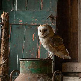 Barn owl by Leo Kramp Fotografie