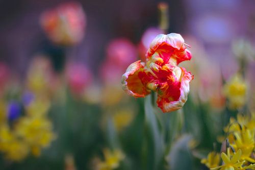 Tulipe de printemps
