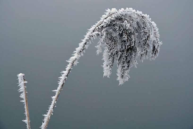 Plant met ijs rijp in de winter van Trinet Uzun