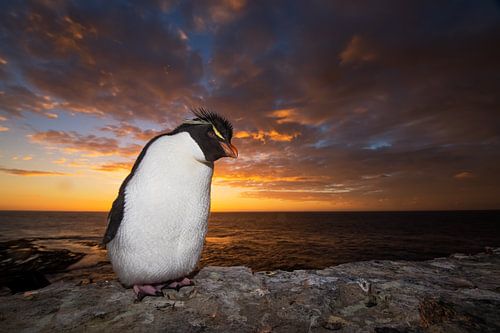 Pingouin au lever du soleil