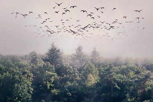 Betoverende Foto van Vliegende Eenden bij Exloo - Prachtig Natuurtafereel