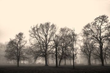 Parklandschaft mit Bäumen im Nebel