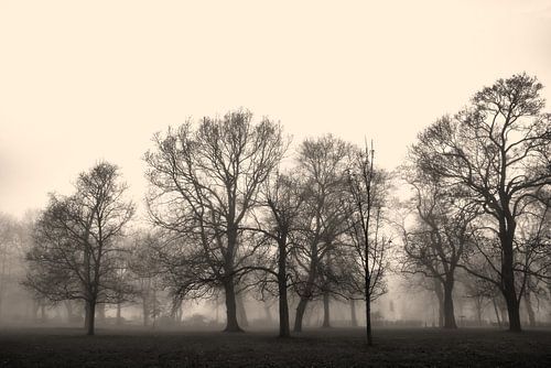 Parklandschap met bomen in de mist