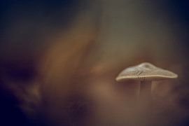 The lonely guard by Ron van Gool