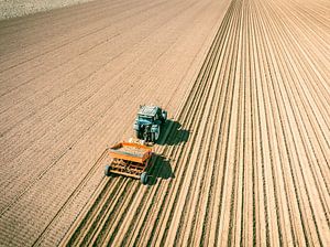 Tractor planting potato seeldings in the soil during springtime