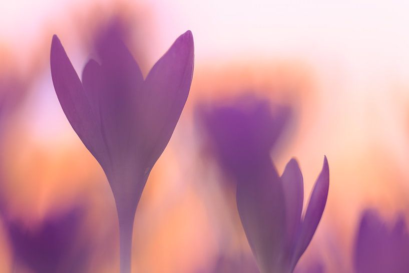 Crocuses in the golden evening light by Horst Husheer