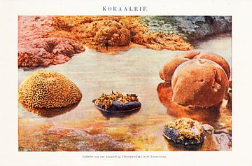 Vintage colour plate with a coral reef by Studio Wunderkammer