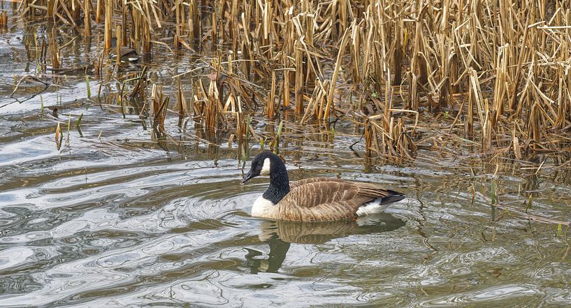Herbst am See von Peter Eckert