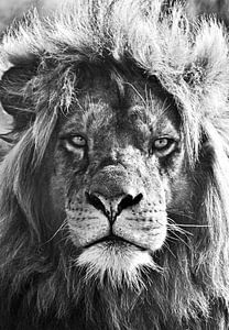 Leeuw, leeuwenkop, lionhead, leeuwenkoning, leeuwenportret van Maartje van Tilborg