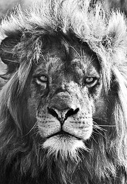 Lion, lion, fou sur Maartje van Tilborg